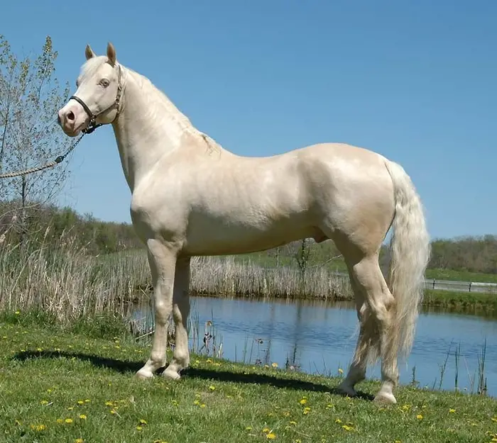 Horse Coat Color- Cremello