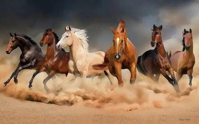 Horse Coat Colors