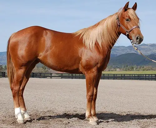 Horse Color- Sorrel