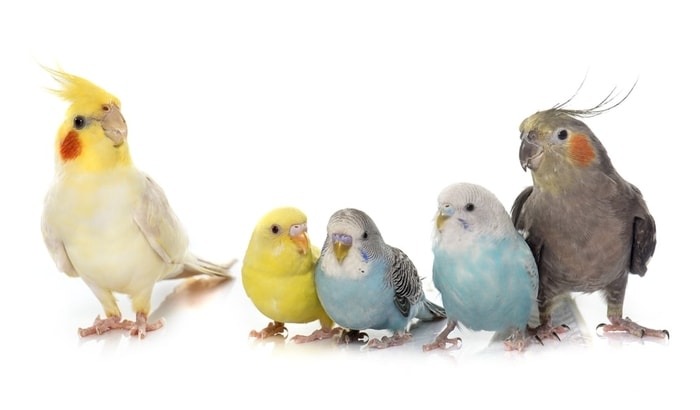 Ideal Pet Birds- Cockatiels