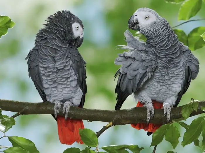 Important Information on African Grey Parrots