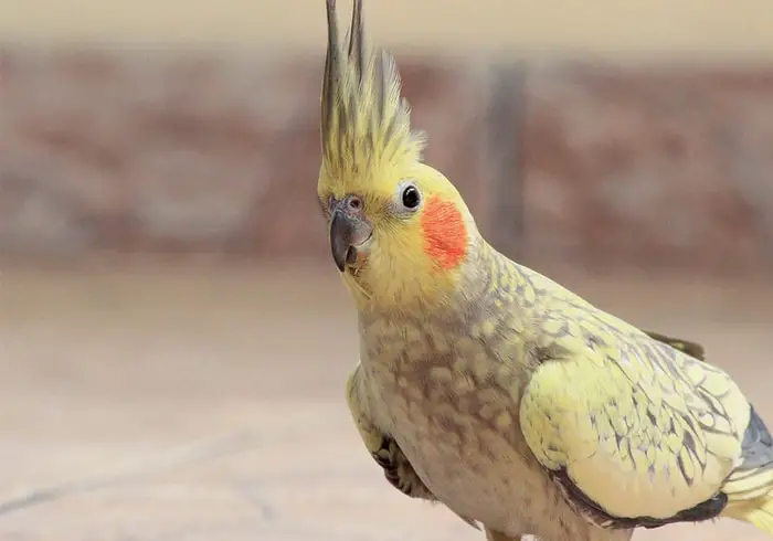 Life Span of cockatiel