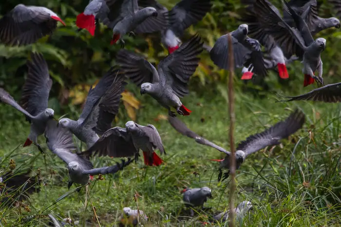 Naming of Grey Parrots