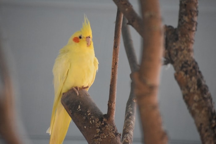 Natural Habitat of Cockatiel