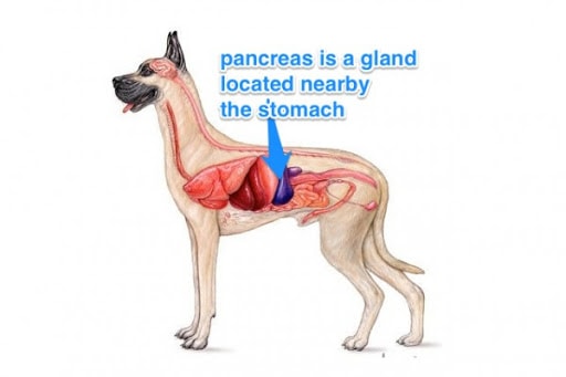 Pancreatic Disease in Dogs-Location of Pancreas