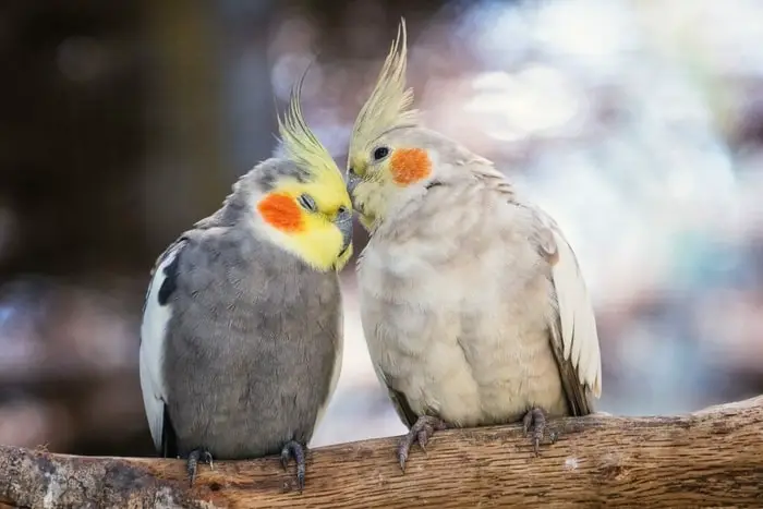 Personality of Cockatiels
