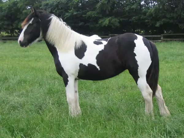 Piebald Horse