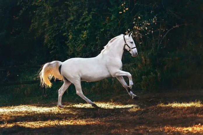 Potomac Horse Fever