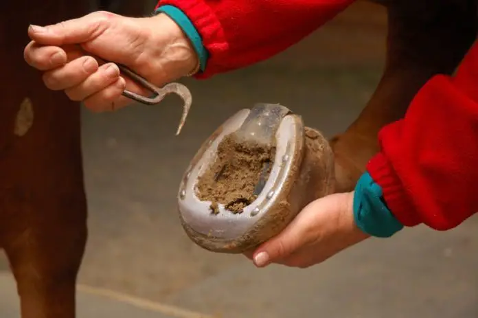 Seedy Toe in Horses