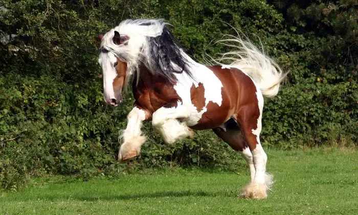 Skewbald Horse