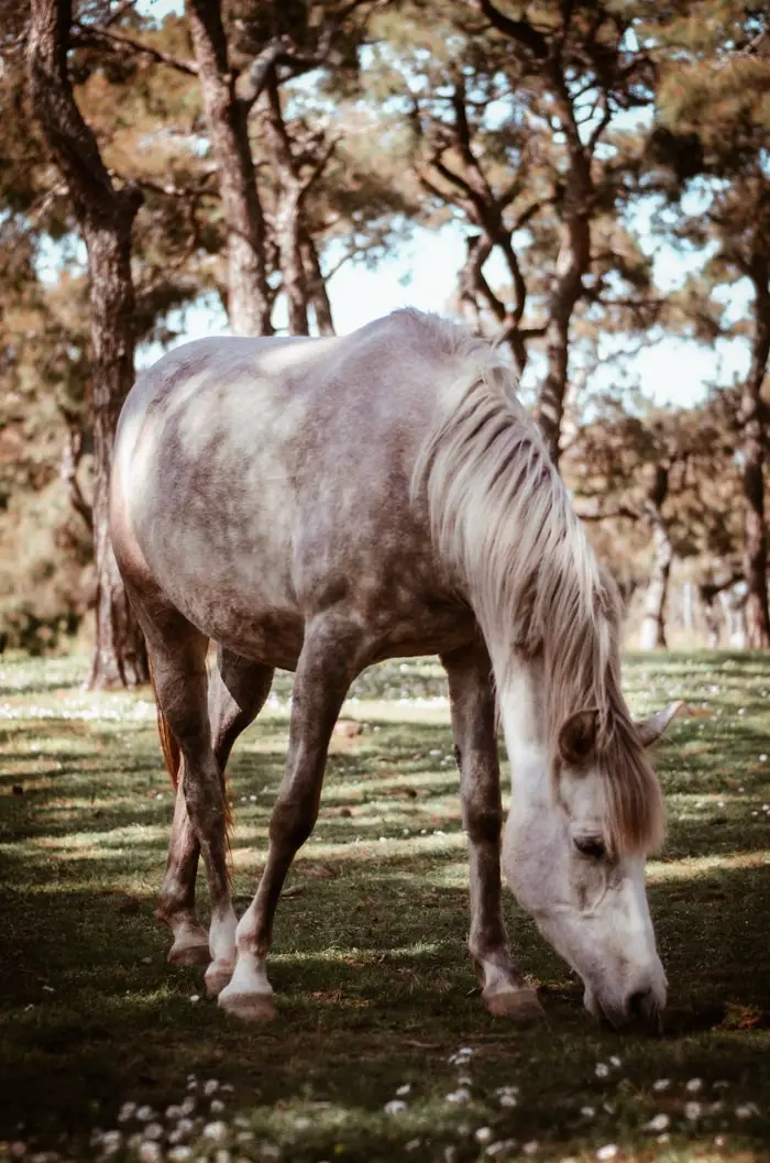 Spotted Horse