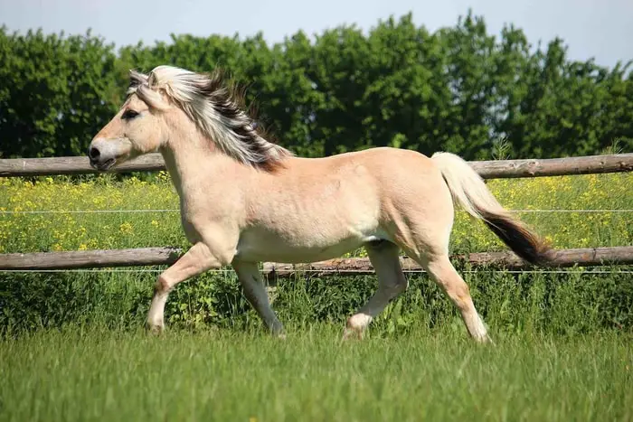 Temperament of Fjord Horse