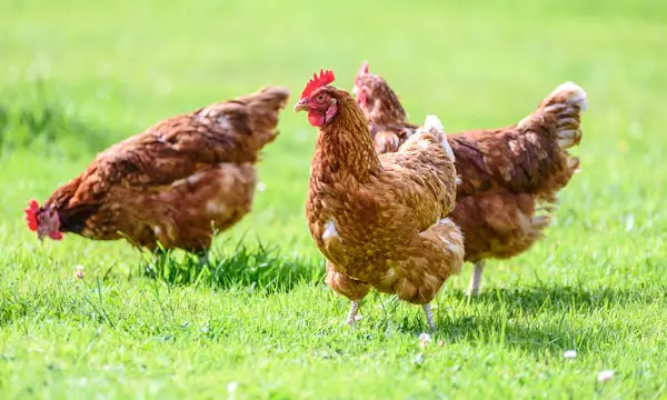 Treatment of Avian Influenza