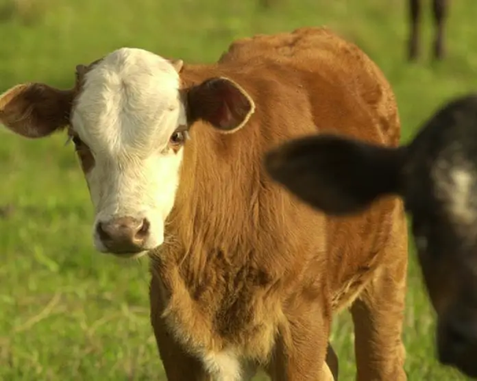 Treatment of Infectious Bovine Keratoconjunctivitis (IBK)