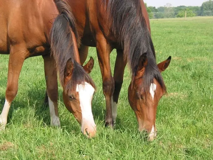 Treatment of Potomac Horse Fever