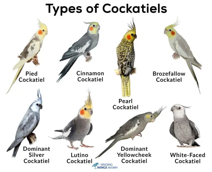Types of Cockatiels