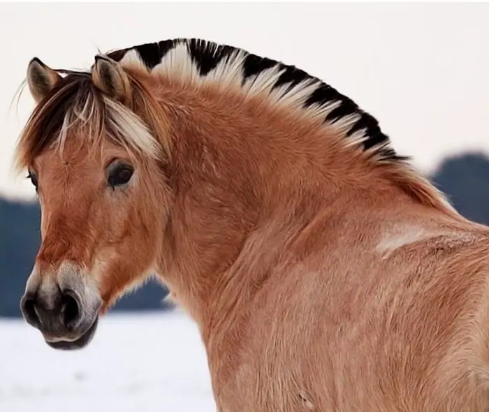 Uses of Fjord Horse