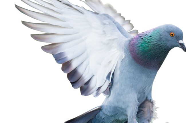 Aspergillosis in Pigeons