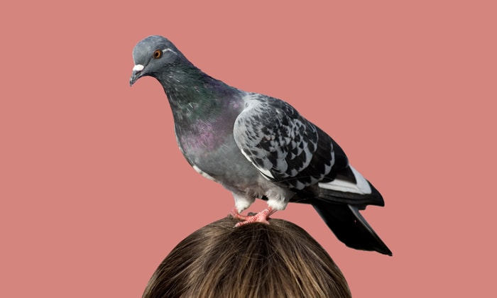 Canker in Pigeons or Trichomoniasis