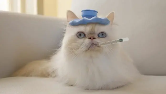 Cat Fever