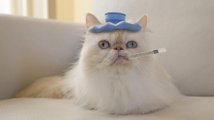 baby aspirin cat fever