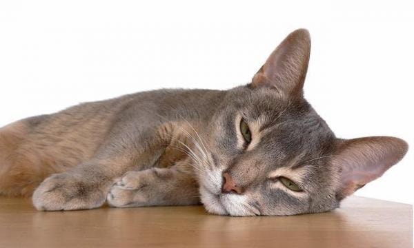 Clinical Signs of Cat Fever