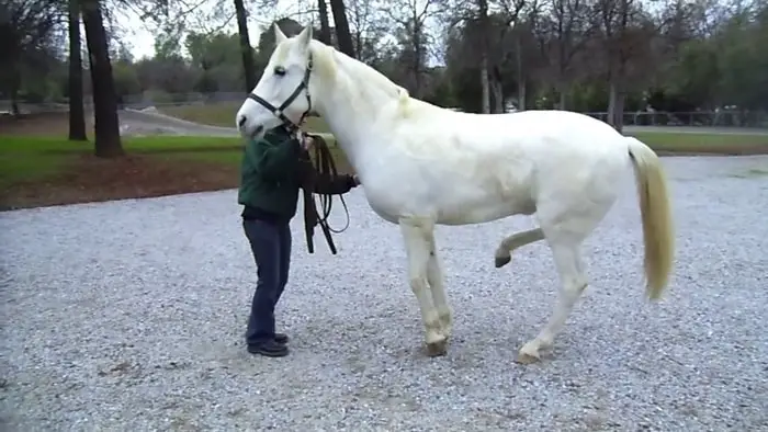 Clinical Signs of Stringhalt in Horses