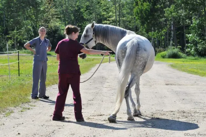 Wobbler in Horses: Causes, Signs, Diagnosis, Treatment, and Prevention
