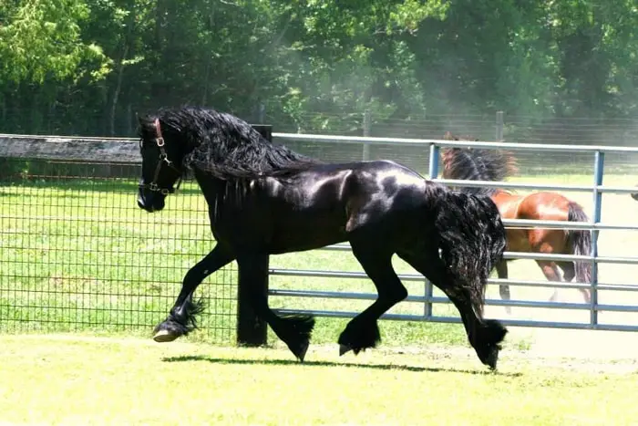 Color and Marking of the Pony