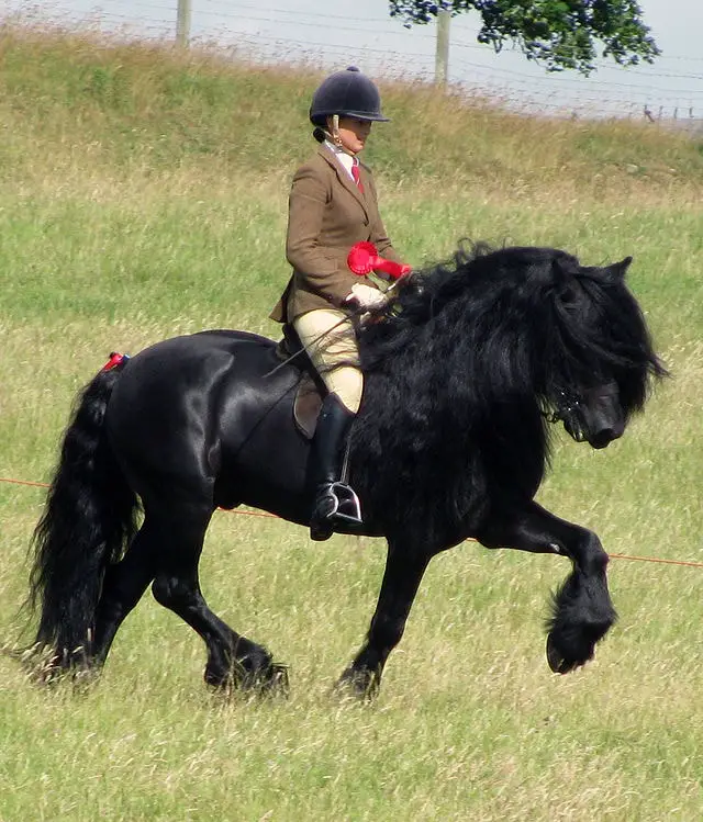 Dales Pony