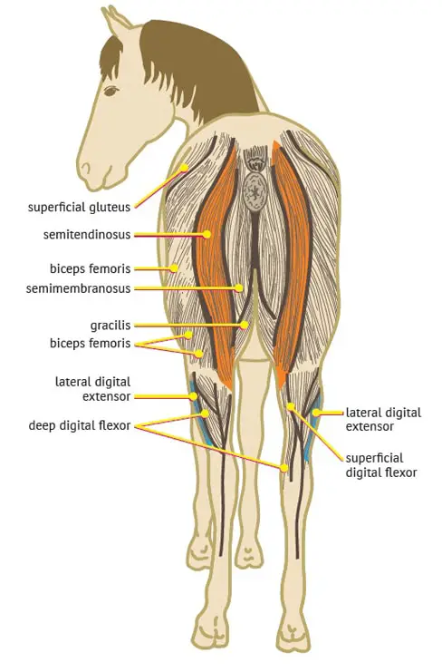 Equine Stringhalt