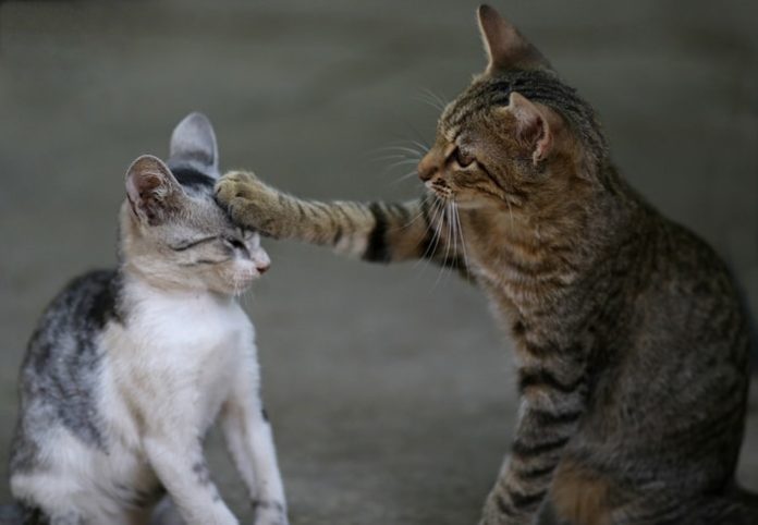 Feline Leukemia