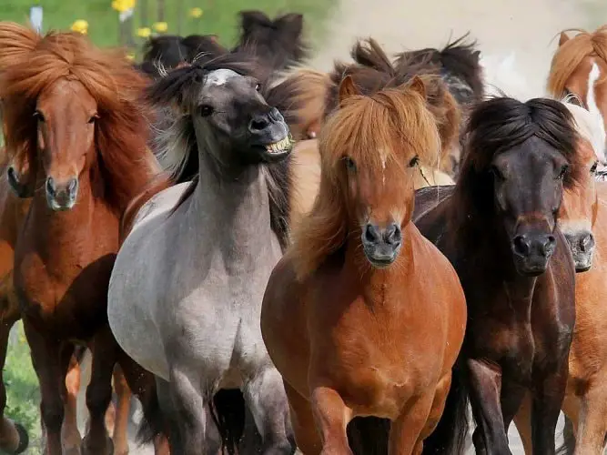 Glanders in Horses