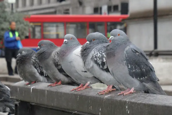 Most Common Pigeon Diseases