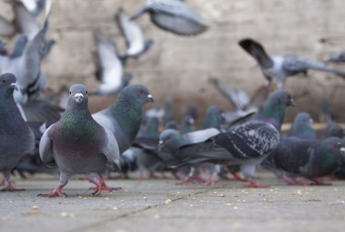 Pigeon Diseases