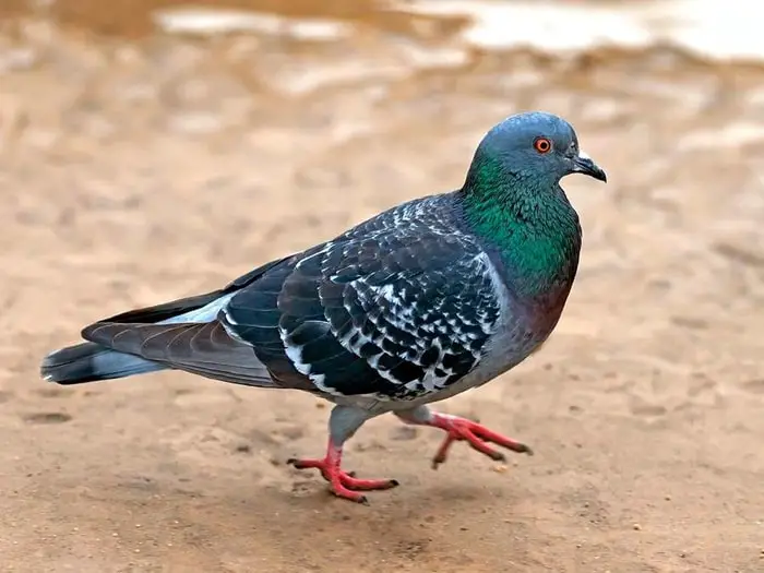 Pigeon Diseases- Coccidiosis