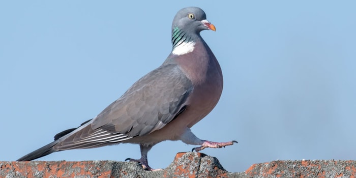 Pigeon Diseases Colibacillosis