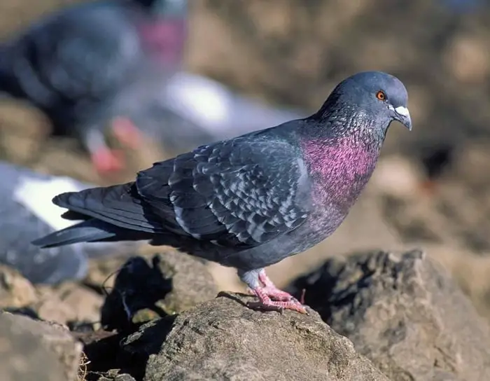 Pigeon Diseases Mycoplasmosis