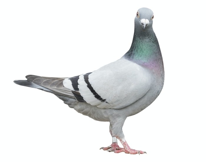 Pigeon Diseases-  Plasmodiosis
