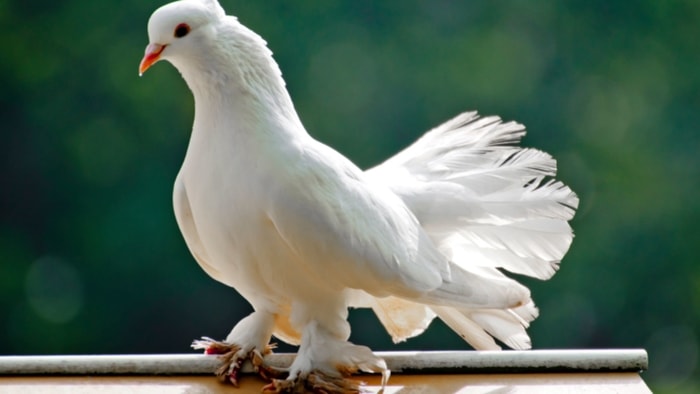 Pigeon Herpesvirus Infection