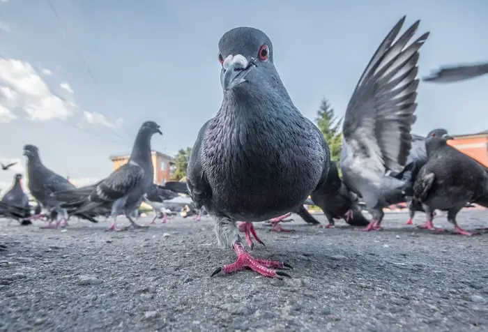 Pigeon Mites