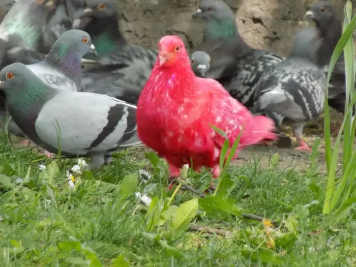 Pigeon Pox