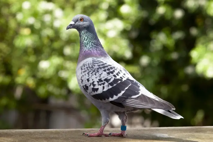 Pigeon Ticks Infestation