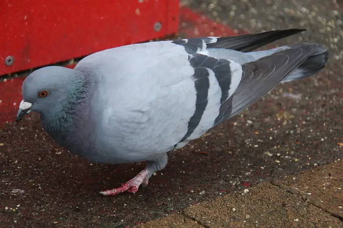 Pigeon Tuberculosis