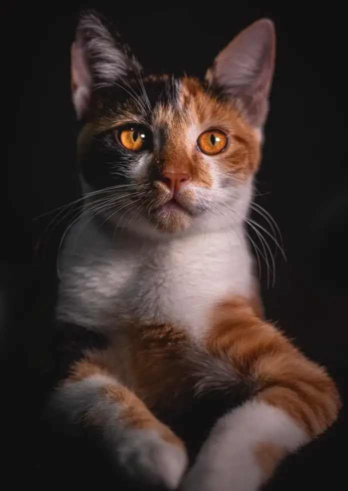Rabies in Cats