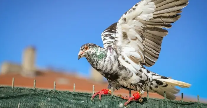 Salmonellosis in Pigeon