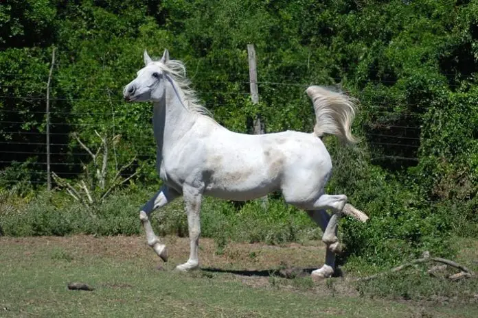 Stringhalt in Horses