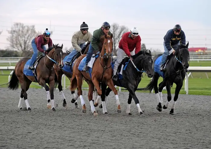 Thoroughbred Racing Horse