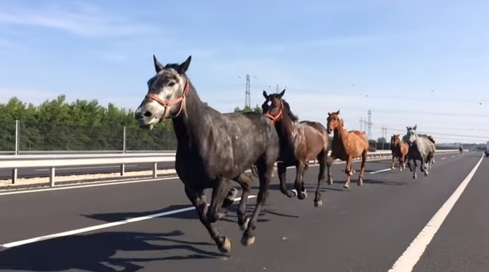 Treatment of Glanders in Horses