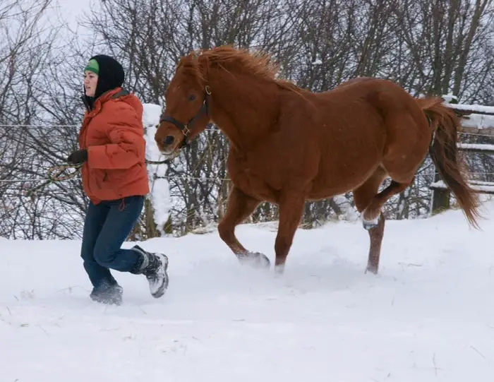 Treatment of Stringhalt in Horses